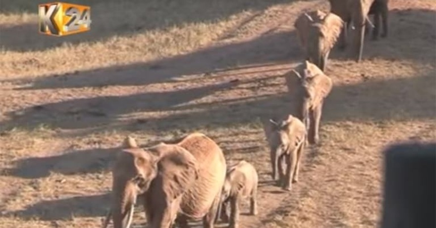 They blocked off the road after realizing what this elephant was carrying with its trunk