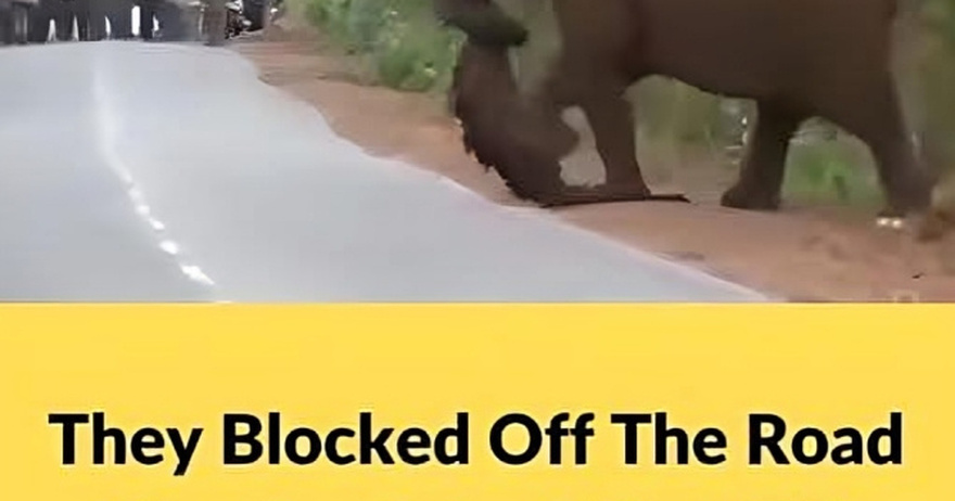 They blocked off the road after realizing what this elephant was carrying with its trunk